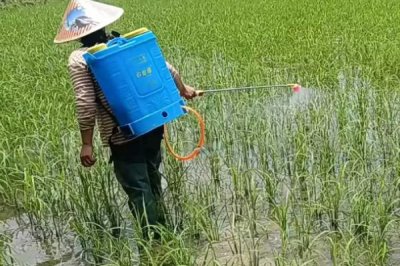 炔草酯的防治對(duì)象，主要防治小麥田禾本科雜草