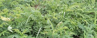 苦參的種植效益，目前種植一般可獲得可觀的利潤