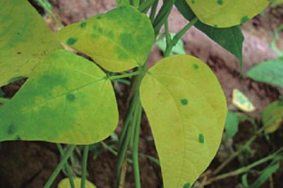 氮肥對植物的作用，可增強(qiáng)光合作用、促進(jìn)生長、提高作物產(chǎn)量及改善品質(zhì)