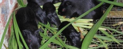 養(yǎng)殖黑豚的經(jīng)濟價值，具有食用、藥用、觀賞等用途