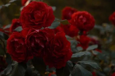 紅紅的花有什么寓意，花語是我愛你
