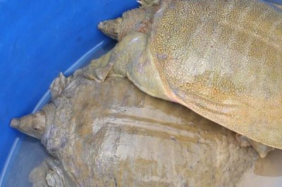 甲魚喂養(yǎng)需要多少水，溫室養(yǎng)殖的話水位控制在30-50cm左右
