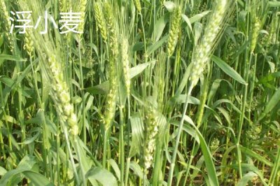 淮小麥和浮小麥的區(qū)別，產(chǎn)地和泡水后的狀態(tài)均不同