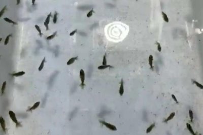 金魚魚卵是啥樣的，剛出生的時候是淡黃色半透明狀的