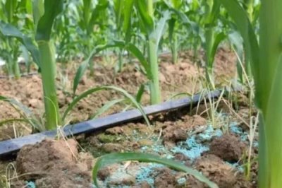 種玉米每畝施肥多少，每畝施入的有機(jī)肥不可低于4000公斤