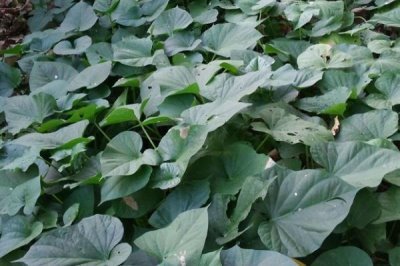 紅薯卷葉原因，可能是過(guò)于干旱或受到蟲(chóng)害所導(dǎo)致