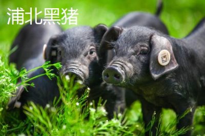 廣西浦北縣的特產(chǎn)，有“世界長(zhǎng)壽之鄉(xiāng)”的稱號(hào)