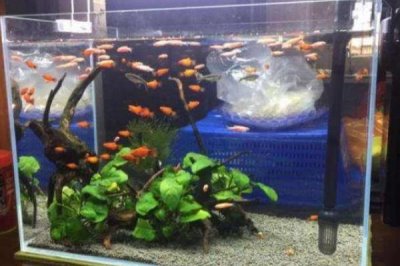 冬天喂魚吃什么，大多數(shù)的魚兒都會(huì)吃水蚤、水虱、水蚯蚓等