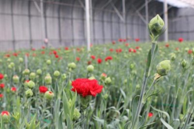 康乃馨的養(yǎng)殖方法，盆土要求合適、澆水施肥要求合理