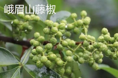 四川省樂山市的特產(chǎn)，有“海棠香國”的美譽(yù)