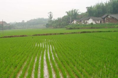 金珍優(yōu)早絲水稻種子特征特性，全生育期109.9天