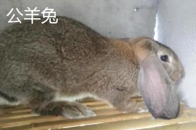 兔子的養(yǎng)殖品種，常見的有新西蘭白兔、比利時兔等