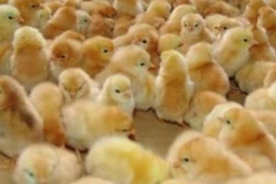 飼養(yǎng)小雞要喂什么食物，小米、青菜、小蟲均可飼喂