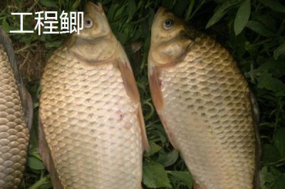 鯽魚的外觀，不同品種的外觀有所區(qū)別