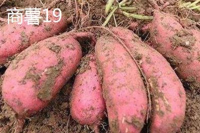 紅薯的產(chǎn)地，集中在長江流域和東南沿海各省