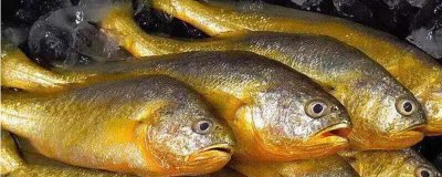 小黃魚的產(chǎn)地，我國舟山群島附近海區(qū)常見