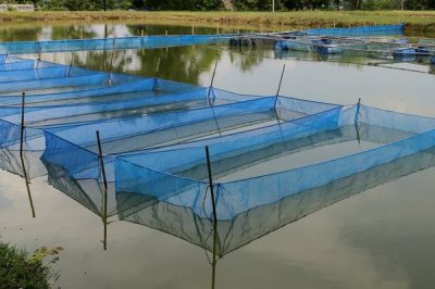 翹嘴紅鲌?jiān)趺答B(yǎng)殖，魚苗放養(yǎng)要趁早