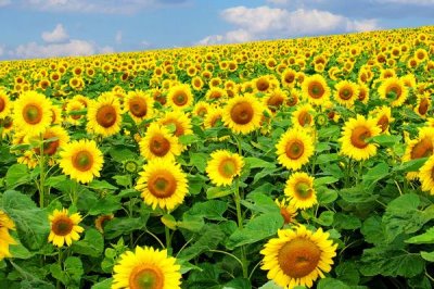 向日葵什么時(shí)候開花，一般在7-8月開花