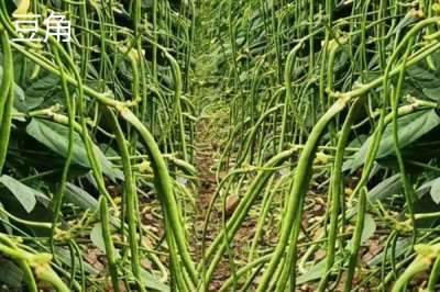 夏至吃哪些食物,推薦夏至蛋、熱面等