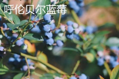 扎蘭屯市的特產(chǎn)，扎蘭屯沙果遠(yuǎn)近聞名
