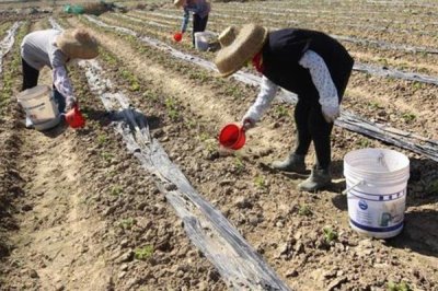 農(nóng)用酵素的制作方式，原料為紅糖、水果原漿等