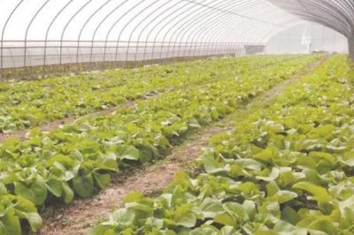 大棚蔬菜澆水注意事項(xiàng)，三澆、三控、三留心