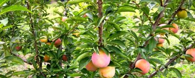 果樹秋施基肥的好處，可充裕樹體營養(yǎng)貯備