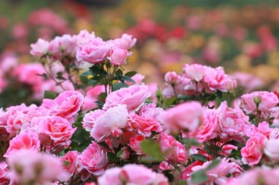 保加利亞玫瑰花的花語(yǔ)，花語(yǔ)是愛(ài)情、勇敢等