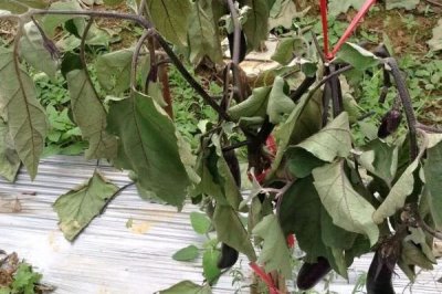 茄子猝倒病的防治方法，種植前用藥劑處理種子和土壤