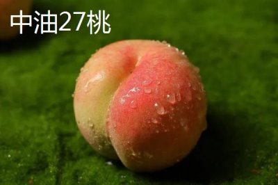 秦王桃的價格，每斤價格在4-5元