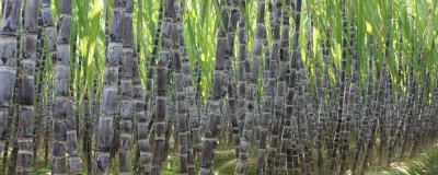 秋季如何管理甘蔗，蔗田需做好防風(fēng)措施