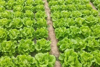 2019年種植蔬菜要考慮哪些因素，人工成本和價格是首要考慮的問題