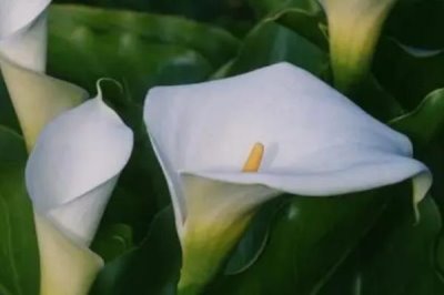 馬蹄蓮的花語，花色不同花語也不同