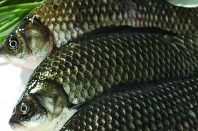 鯽魚分公母嗎，鯽魚分公母但在繁殖季節(jié)才會(huì)有明顯的特征