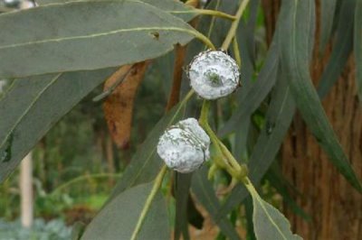 藍(lán)桉的花語是什么，寓意孤獨(dú)寂寞、唯一溫柔等
