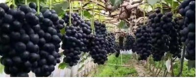 河北秦皇島有哪些特產(chǎn)，昌黎葡萄暢銷全國各地