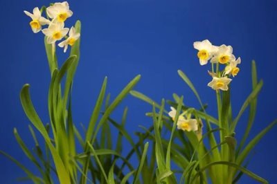 水仙花的花語，寓意純潔善良、甜蜜愛情等