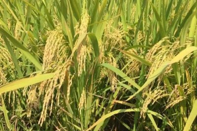 隆鋒優(yōu)4079水稻種子特點(diǎn)，全生育期117.0天