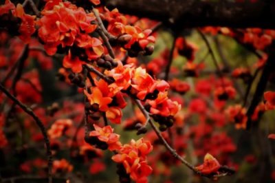 木棉的產(chǎn)地，亞熱帶地區(qū)較多