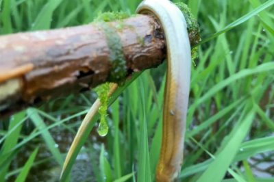 在稻田中養(yǎng)黃鱔的畝利潤(rùn)，一年大概可獲利3萬(wàn)元左右