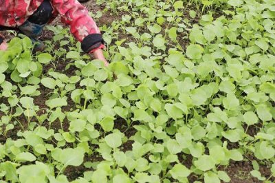 油菜移植栽培方法，堅持因地制宜