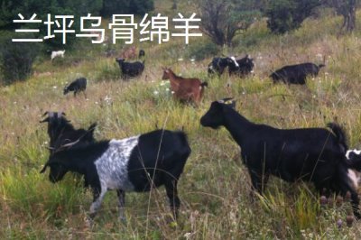 哪些羊適合在南方地區(qū)養(yǎng)，黑山羊、南江黃羊、黃淮山羊等品種均可養(yǎng)殖