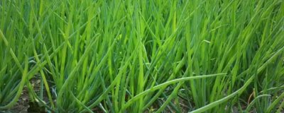 小蔥的產(chǎn)地，原產(chǎn)于西伯利亞