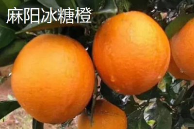 湖南臨湘的土特產(chǎn)，包括龍窖腐乳、龍窖醬菜、臨湘黑茶等種類