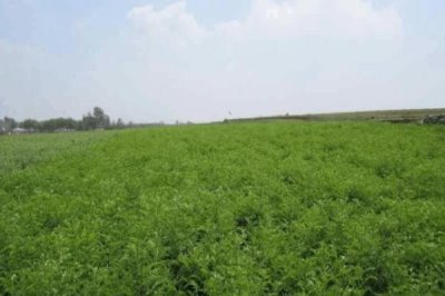 苦參的種植效益，目前種植一般可獲得可觀的利潤