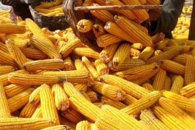 堯玉656玉米種子特點，適宜播期4月下旬至5月上旬