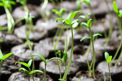 西紅柿的生長過程，包括發(fā)芽、生長、開花和結(jié)果