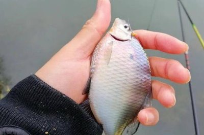 釣鳑鲏?mèng)~的技巧，一定要“小鉤細(xì)線”