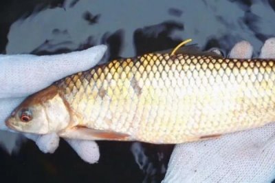 紅眼睛紅尾巴像草魚是什么魚，赤眼鱒、麥鯪或烏頭魚都有可能