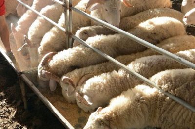 羊喂鹽的正確方法，可拌入精料里每日定量飼喂